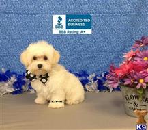 maltipoo puppy posted by Rhonda Wallace